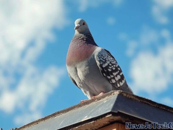 Bird Removal Service Near Me