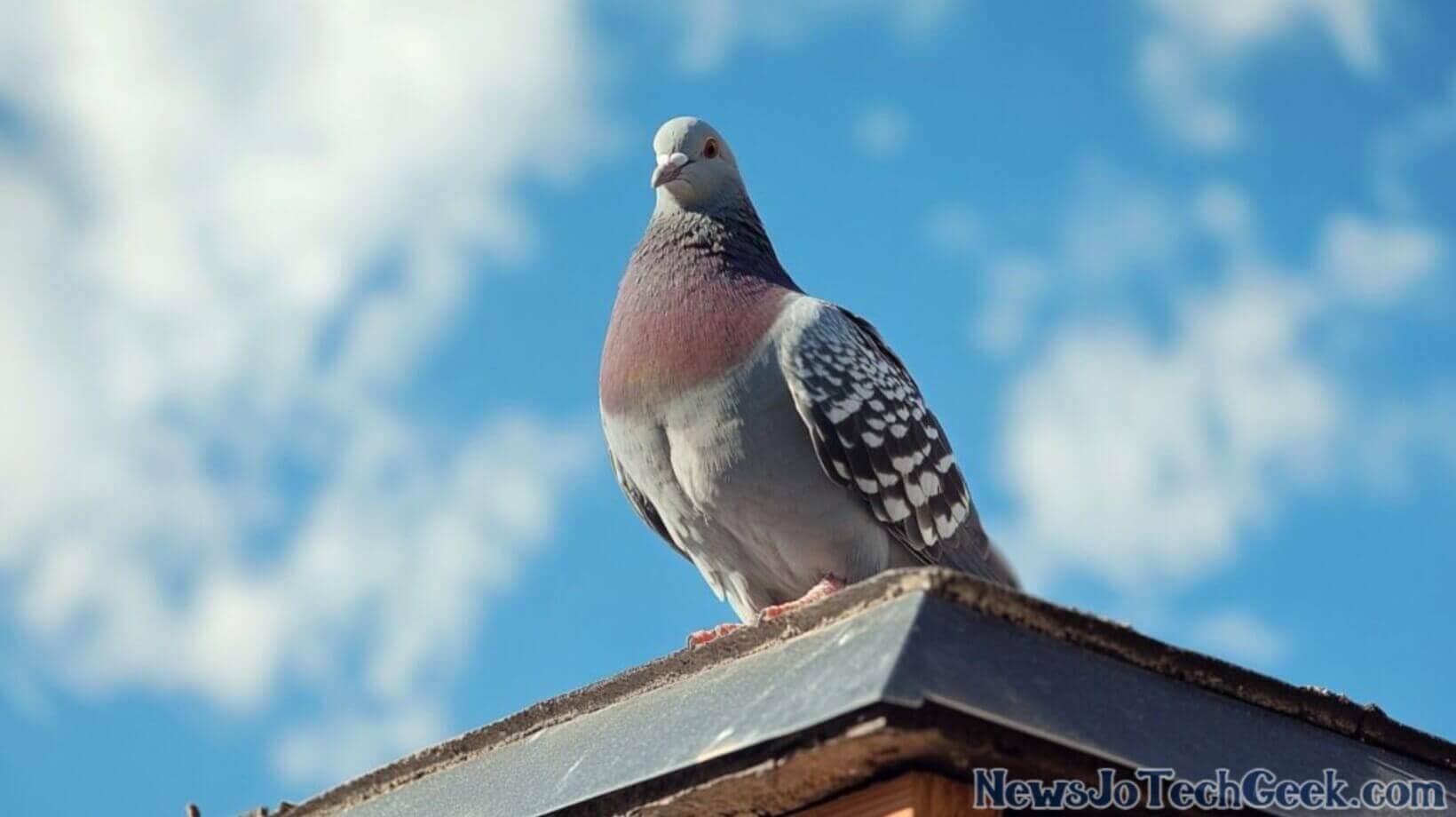 Bird Removal Service Near Me: Effective Solutions for Pest Control