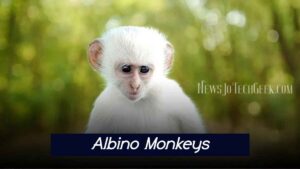 Albino Monkeys