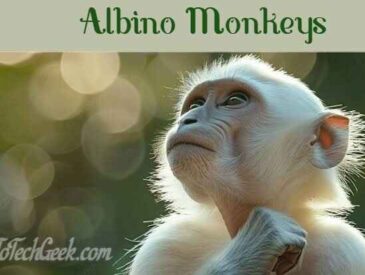 Albino Monkeys