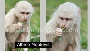 Albino Monkeys